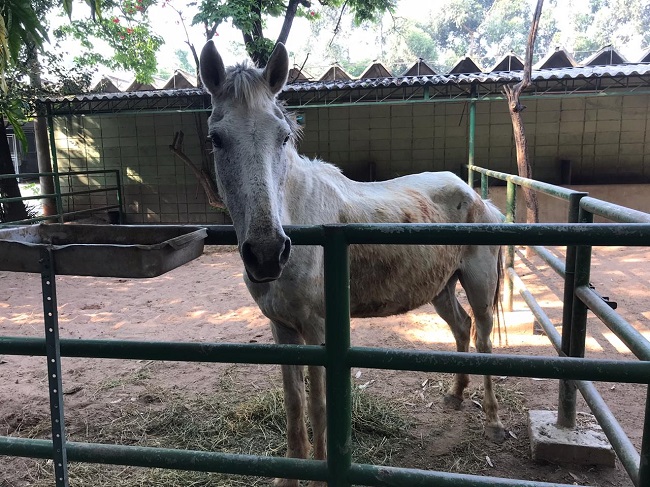 #PraCegoVer: Fotografia do cavalo Quinoa, ele tem a cor cinza, está olhando fixadamente para a câmera. 